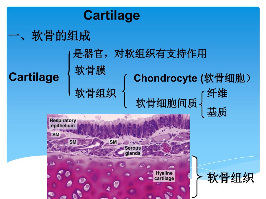 软骨组织_第2页