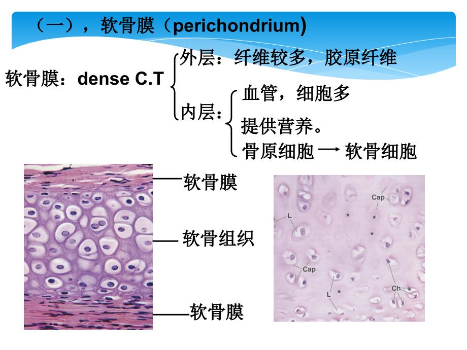 软骨组织_第4页