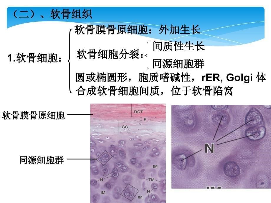 软骨组织_第5页