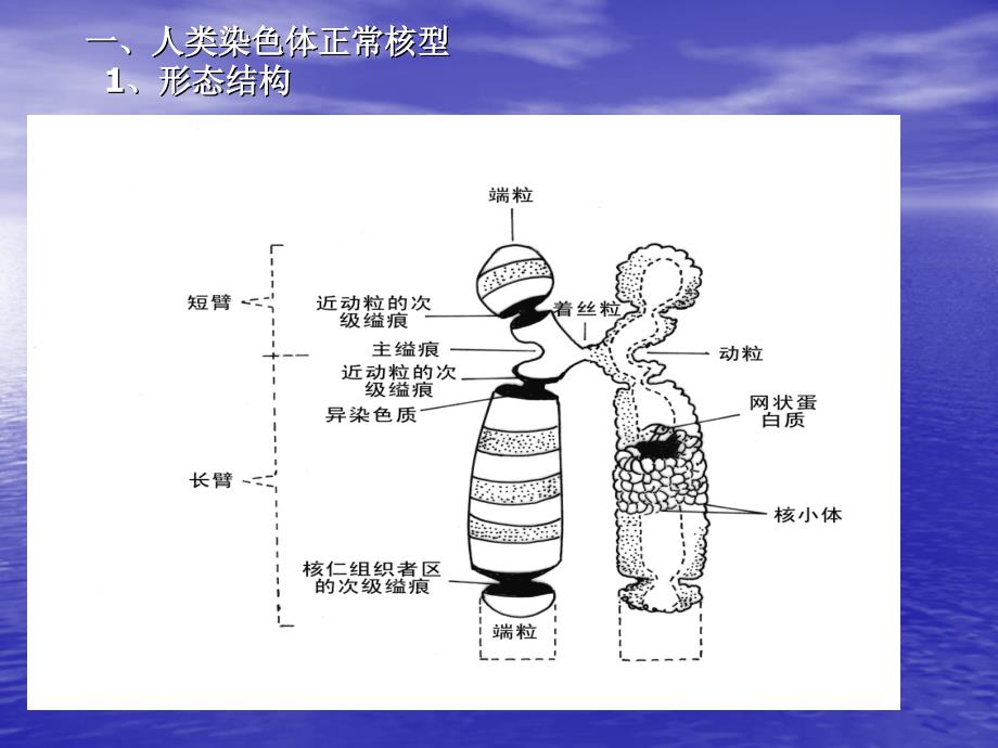 医学遗传学课件：第九章人类染色体及染色体病_第4页