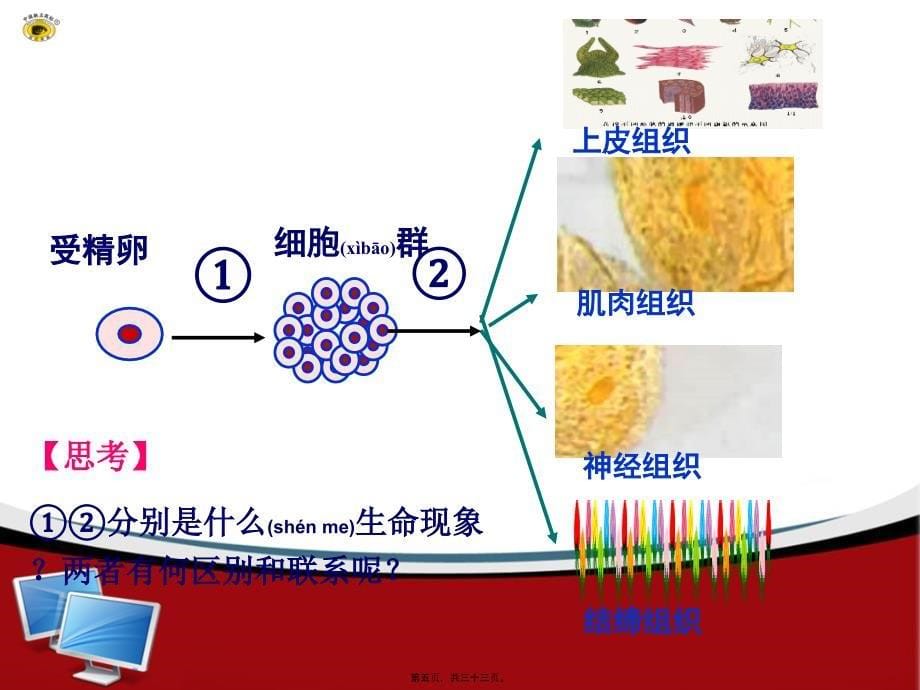 第2节-细胞的分化课件_第5页
