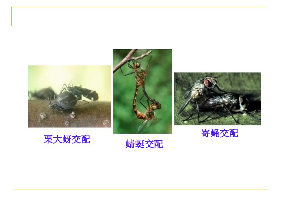 [农学]园林植物病虫害防治课件3第七章_第3页