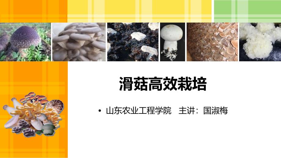滑菇高效栽培PPT课件_第1页