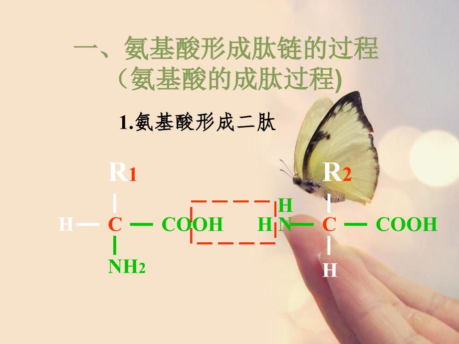 氨基酸形成蛋白质的过程_第4页