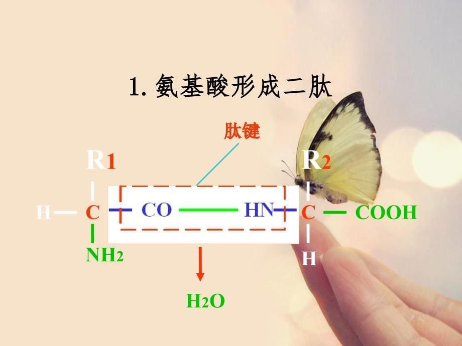 氨基酸形成蛋白质的过程_第5页