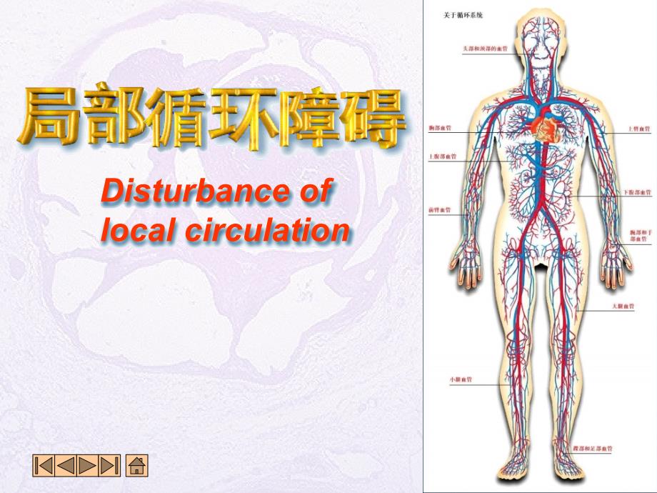 局部血液环ppt课件_第1页