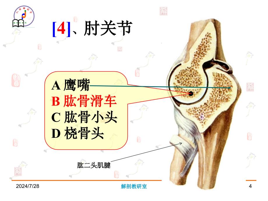 系统解剖学实验课件：教研室考试例题_第4页