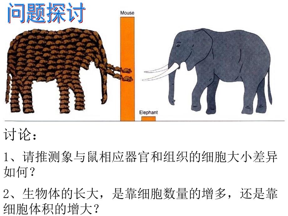 61细胞增殖有丝分裂PPT文档资料_第2页