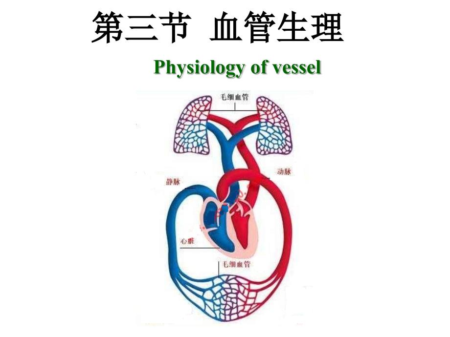 血管生理最新PPT课件_第1页