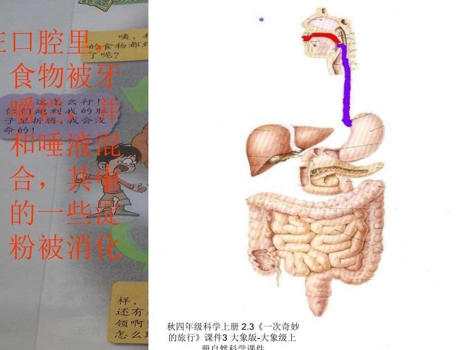 最新四年级科学上册2.3一次奇妙的旅行3_第5页