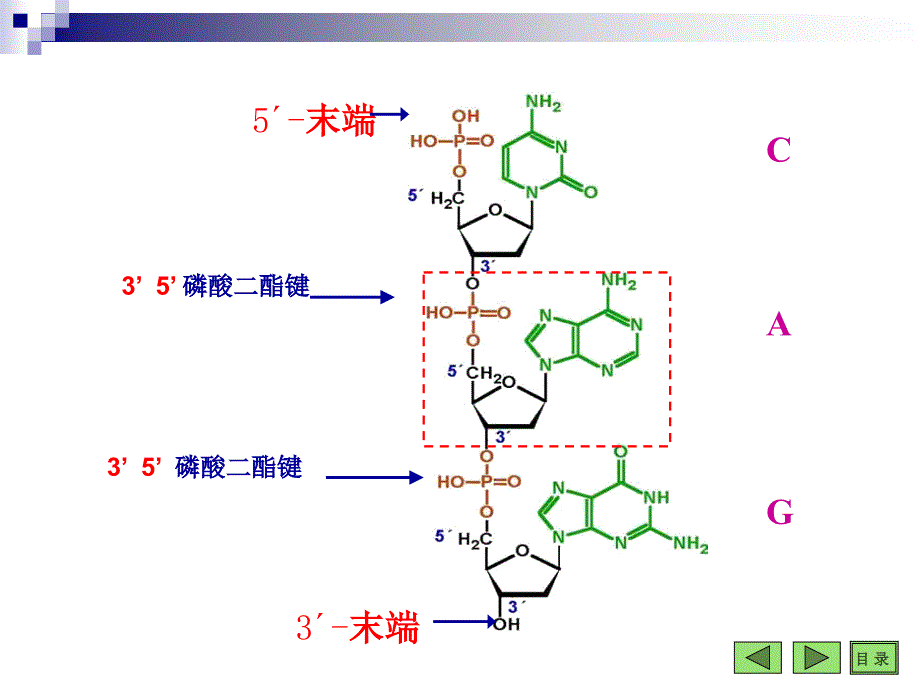 第10章DNA的生物合成ppt_第2页