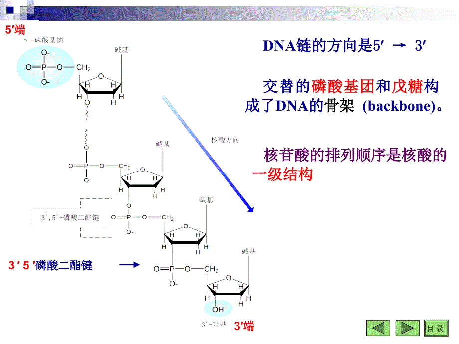 第10章DNA的生物合成ppt_第3页