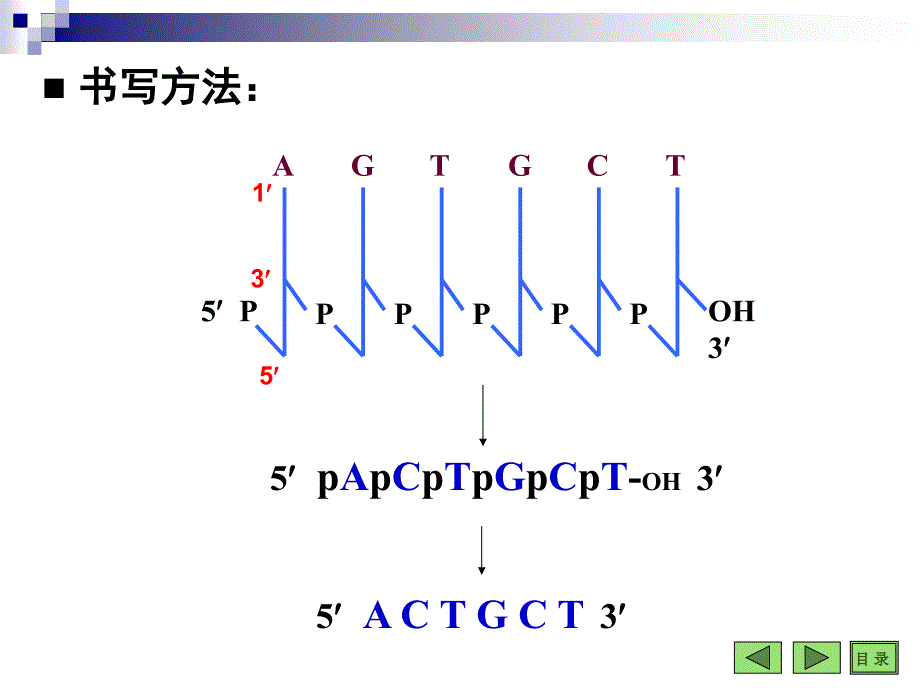 第10章DNA的生物合成ppt_第4页