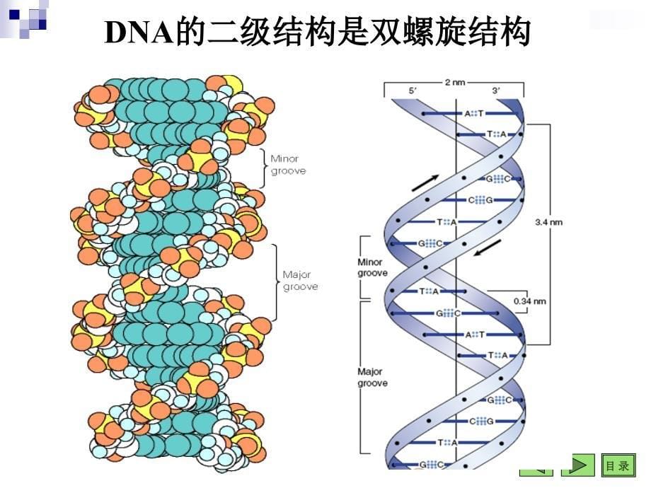 第10章DNA的生物合成ppt_第5页