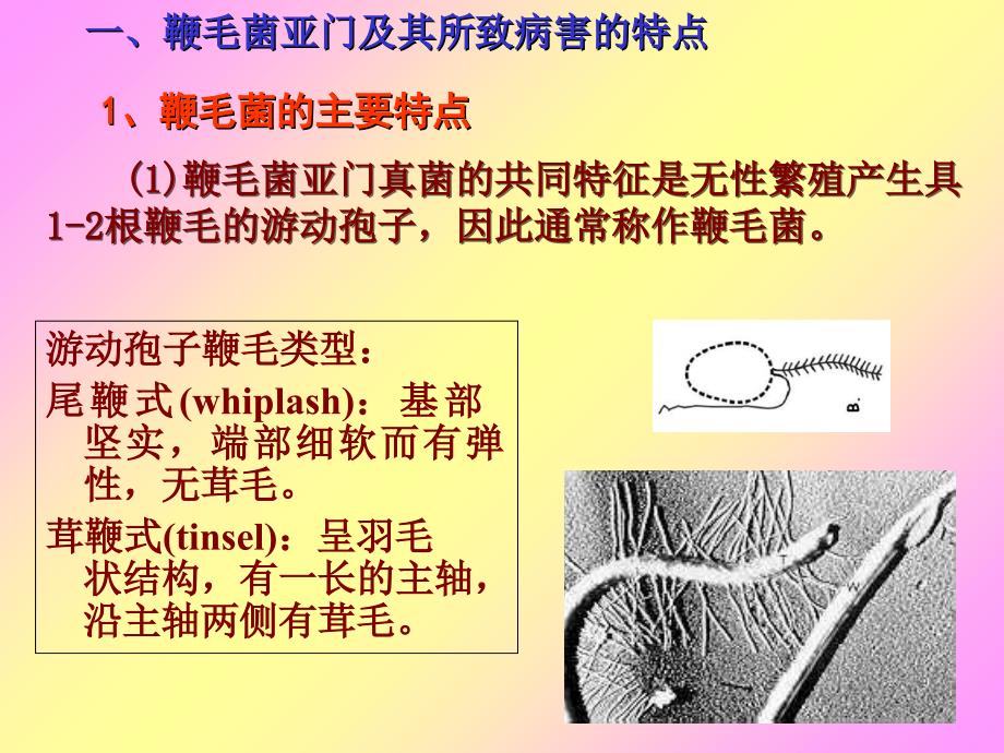 鞭毛菌亚门真菌PPT课件_第2页