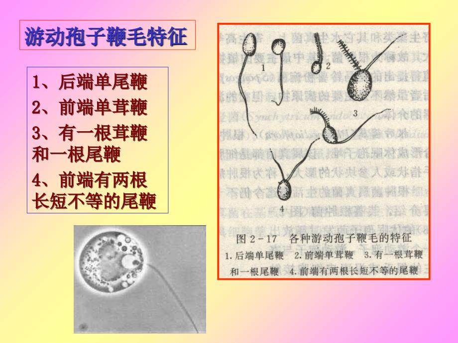 鞭毛菌亚门真菌PPT课件_第3页