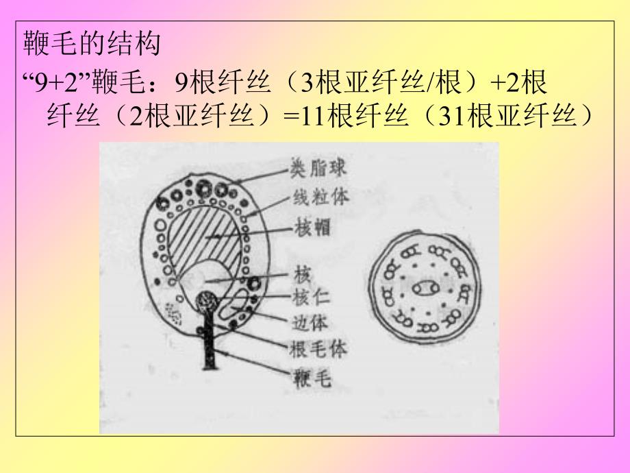 鞭毛菌亚门真菌PPT课件_第4页