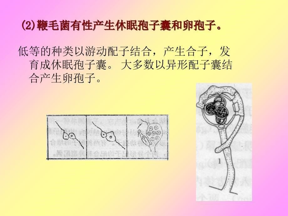 鞭毛菌亚门真菌PPT课件_第5页