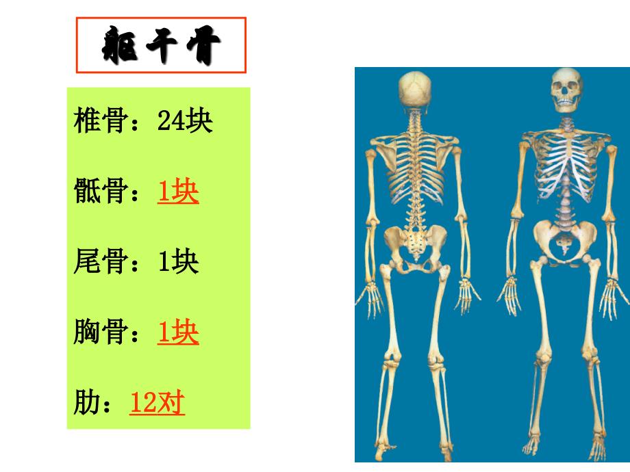 躯干骨及其连结_第2页