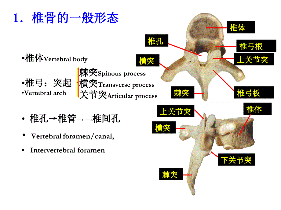 躯干骨及其连结_第4页