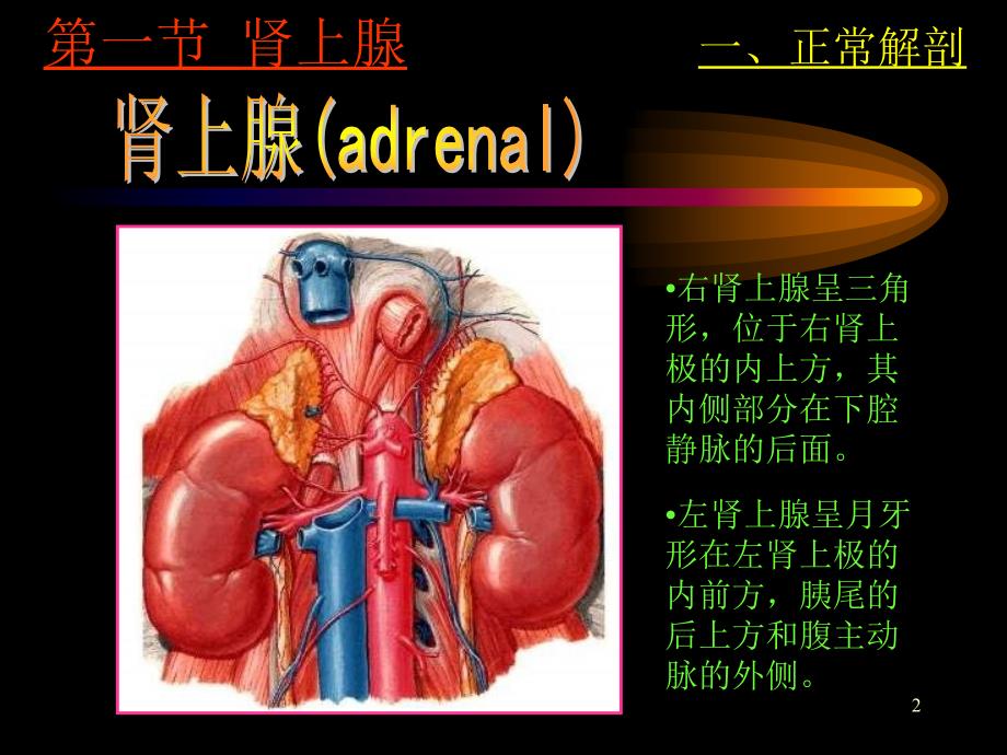 肾上腺超声PPT课件_第2页