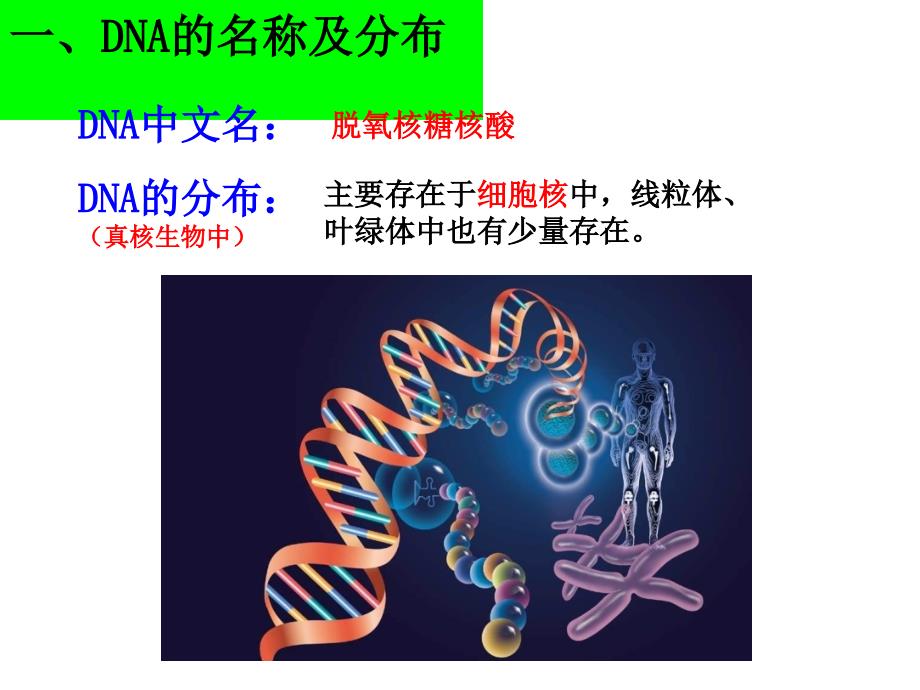 第二节DNA分子结构和特点_第3页