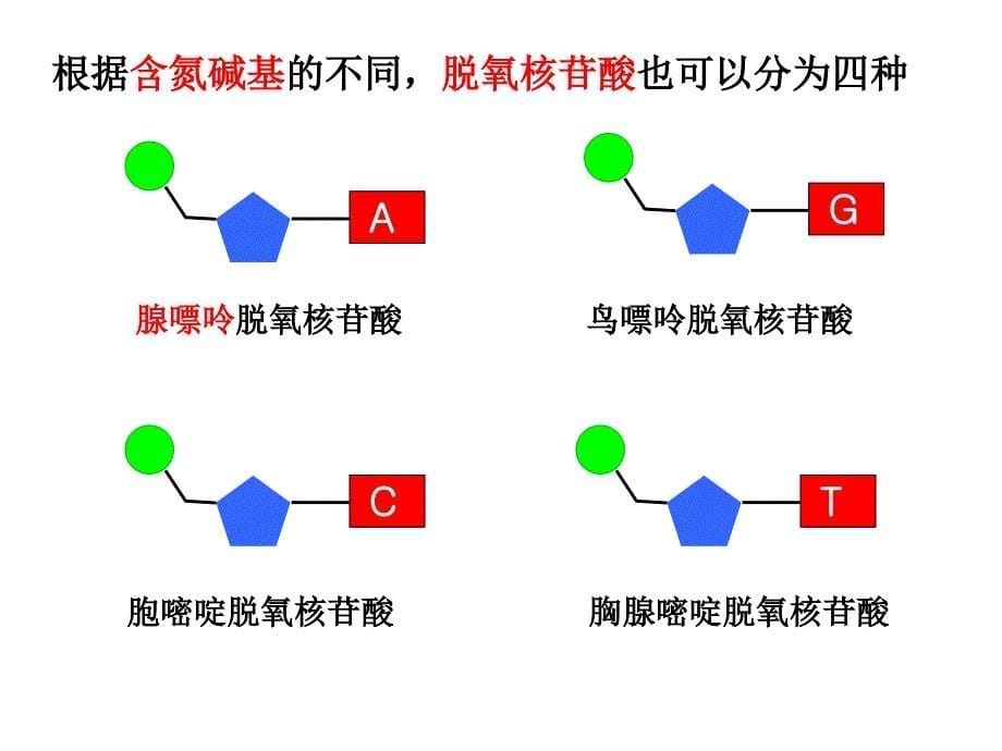 第二节DNA分子结构和特点_第5页