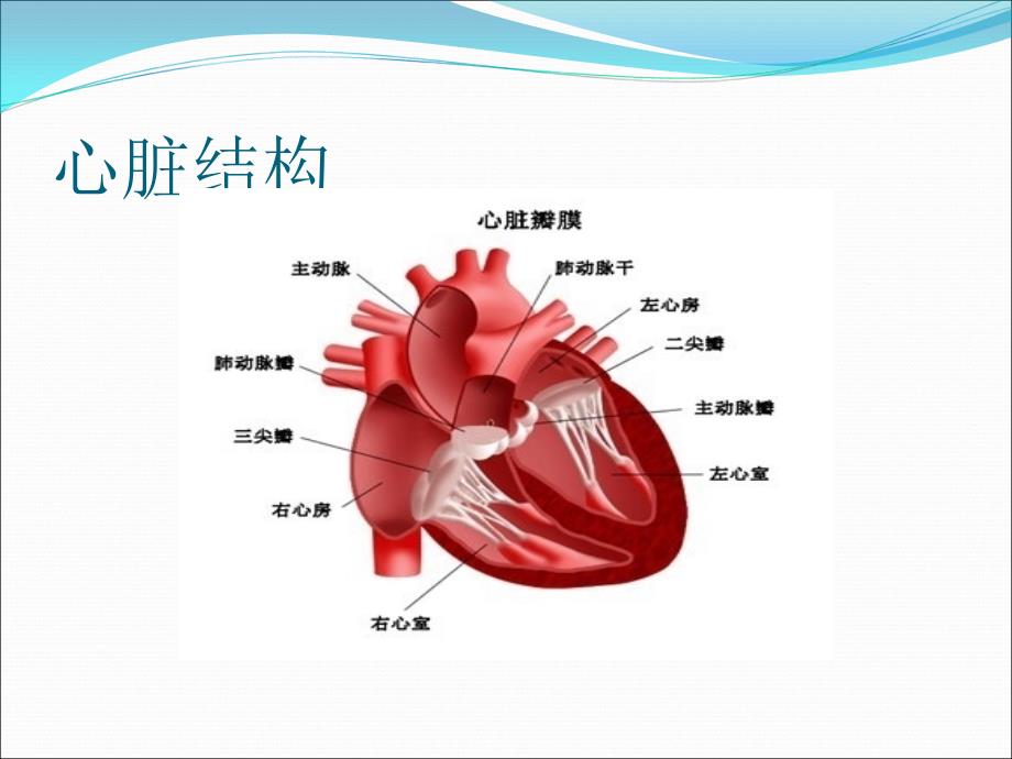 医学专题：二尖瓣狭窄伴关闭不全导致的症状_第3页