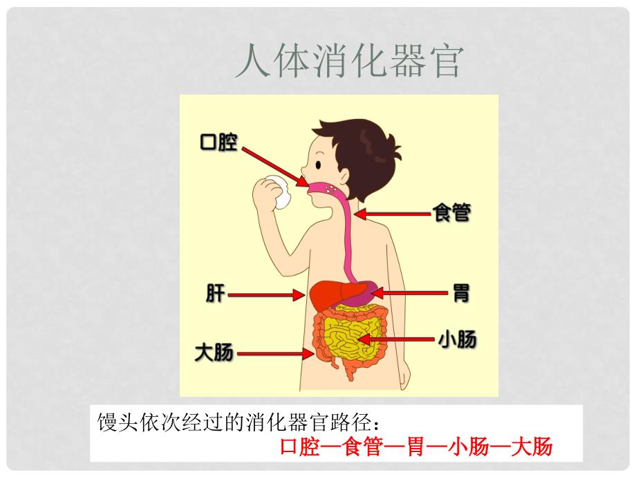 六年级科学上册 2.2 消化与吸收课件2 湘教版_第3页