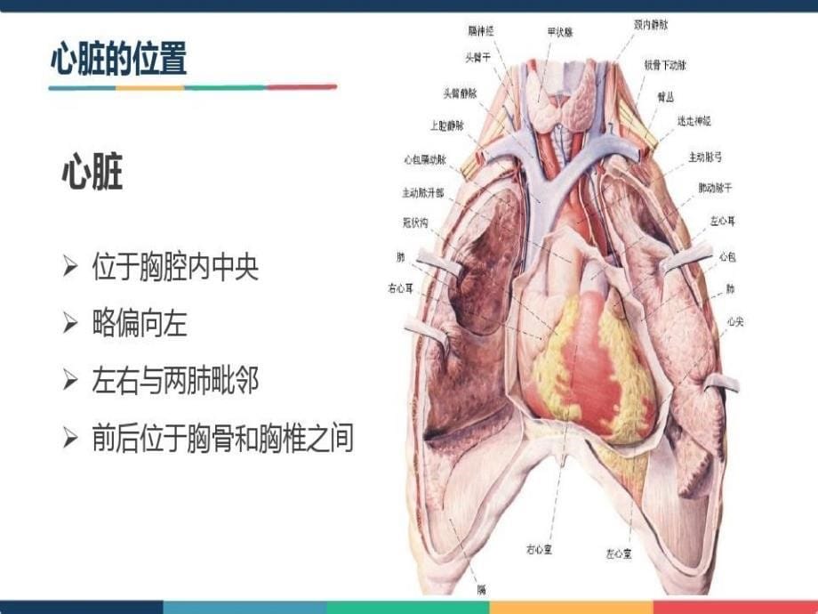 循环系统疾病（心脏疾病）概述串讲通俗易懂课件_第5页