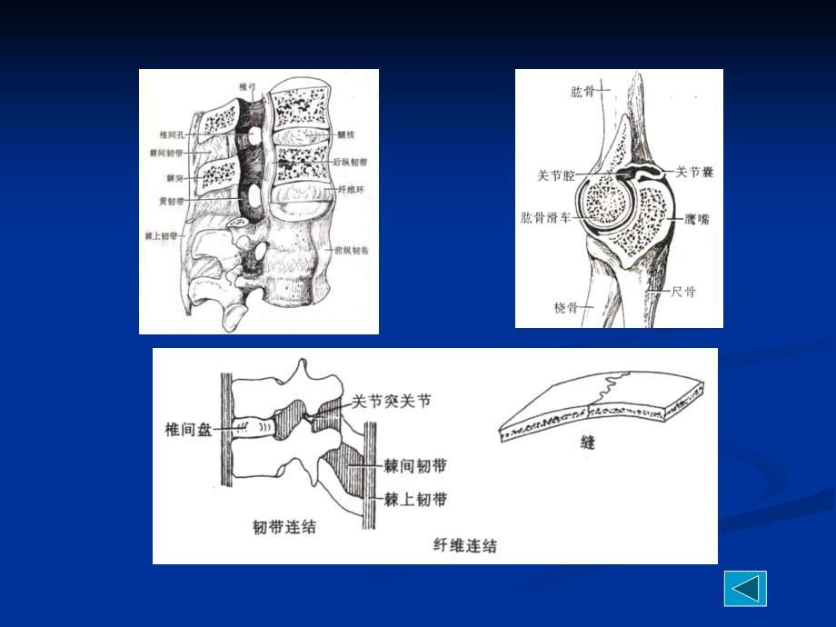 人体解剖学关节学..9.12ppt课件_第4页