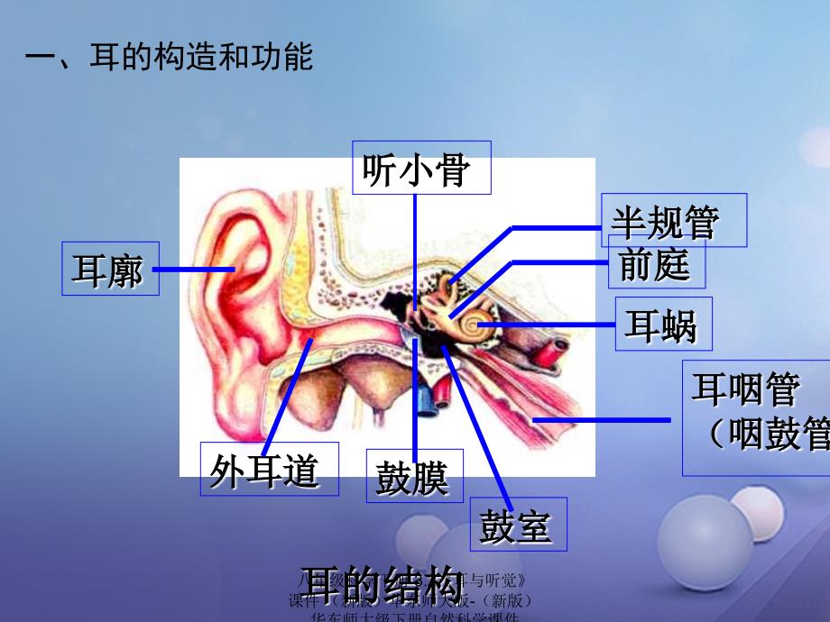 最新八年级科学下册3.2耳与听觉_第4页