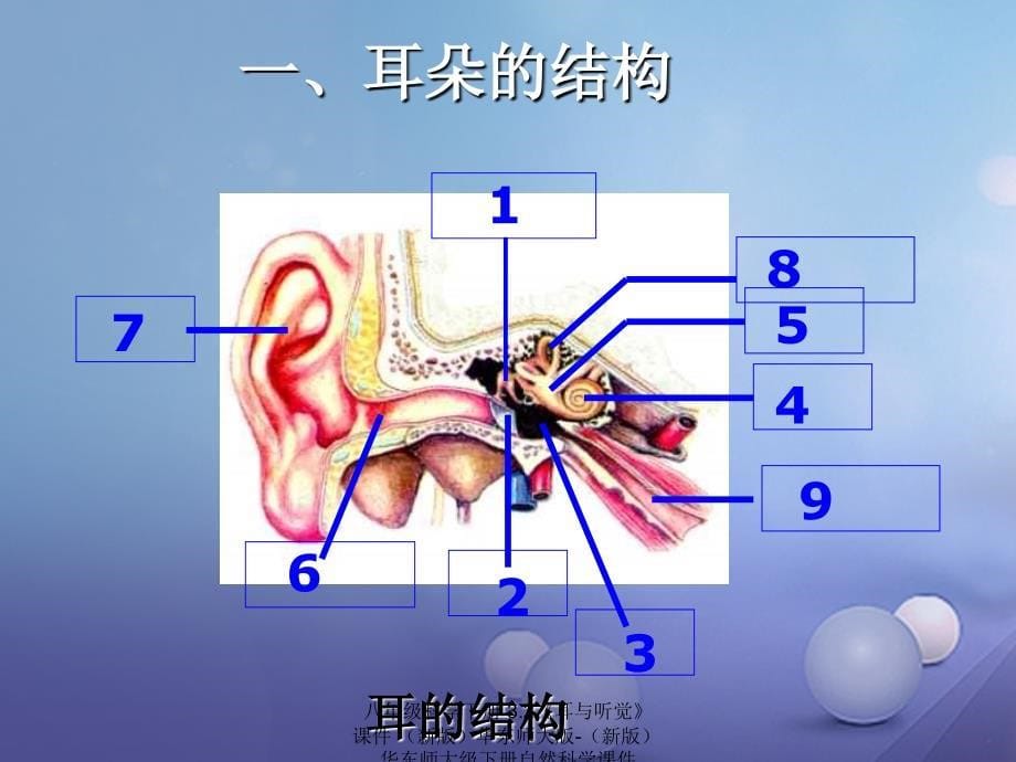 最新八年级科学下册3.2耳与听觉_第5页