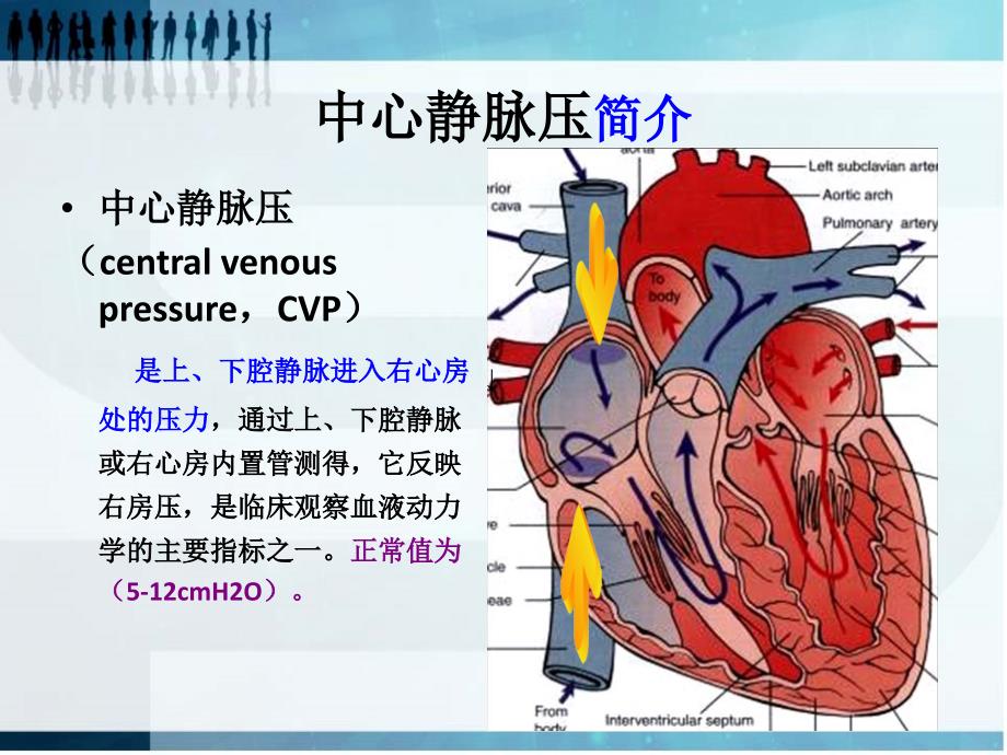 cvp与血压的关系ppt课件_第4页