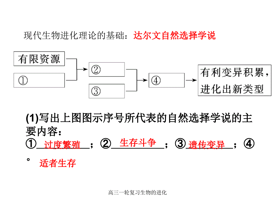 高三一轮复习生物的进化课件_第4页