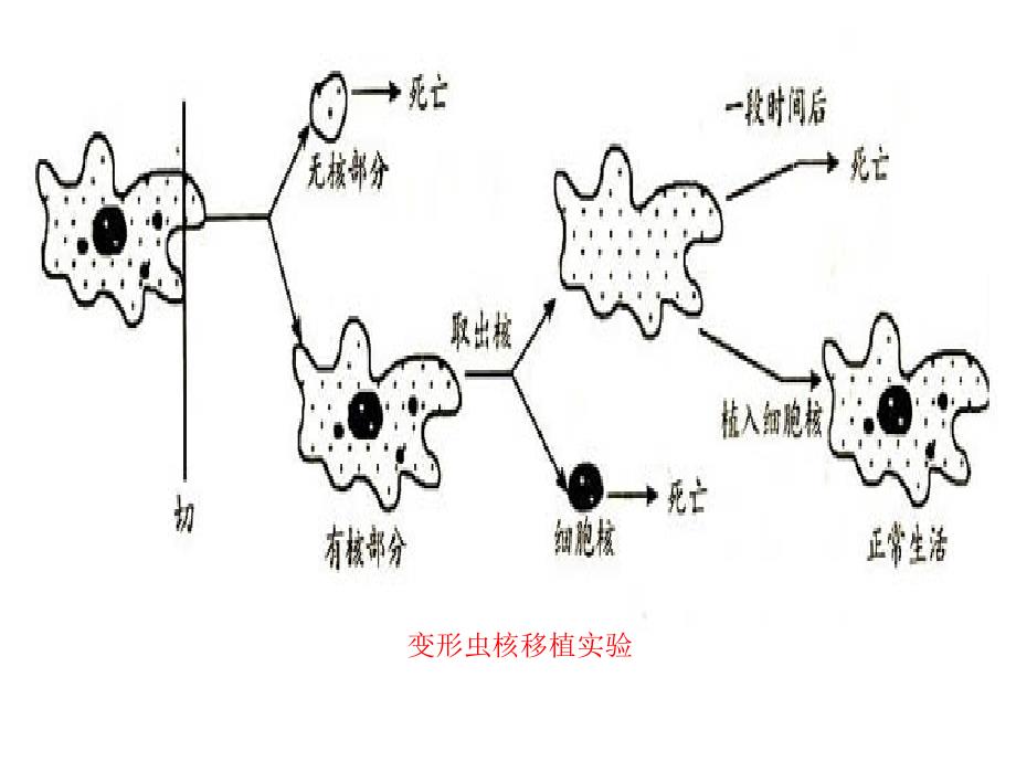 第3部分细胞核授课人程华丽_第3页