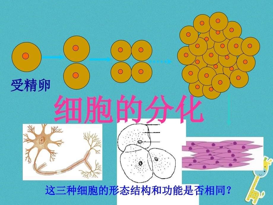 七年级生物上册 2.2多细胞生物体的结构层次2 （新版）新人教版_第5页