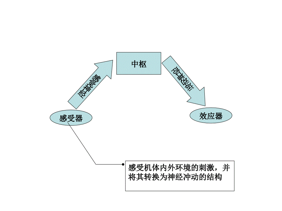 系统解剖学：视器_第2页