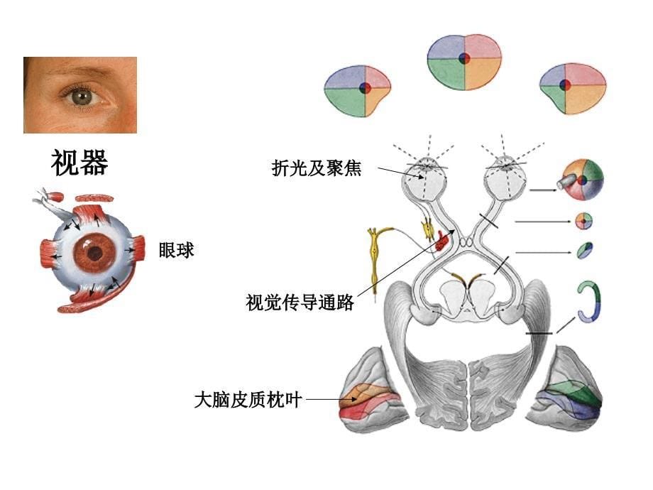 系统解剖学：视器_第5页