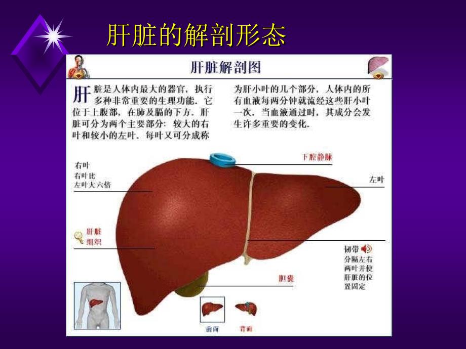 肝部疾病ppt课件_第2页