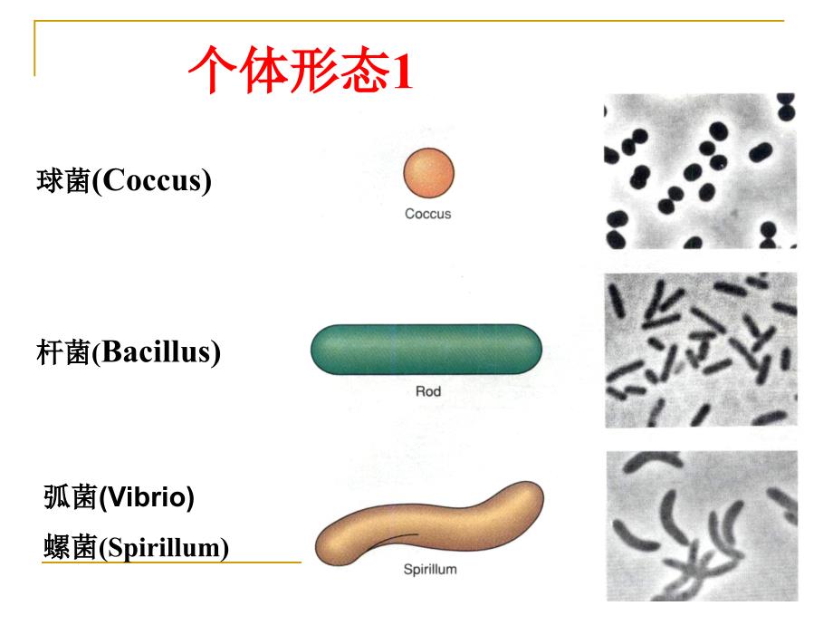 兽医微生物学教学课件2. 细菌总论形态、结构、生长繁殖_第3页