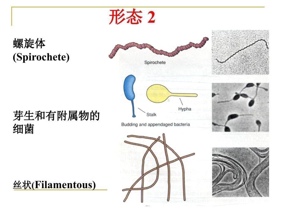 兽医微生物学教学课件2. 细菌总论形态、结构、生长繁殖_第5页