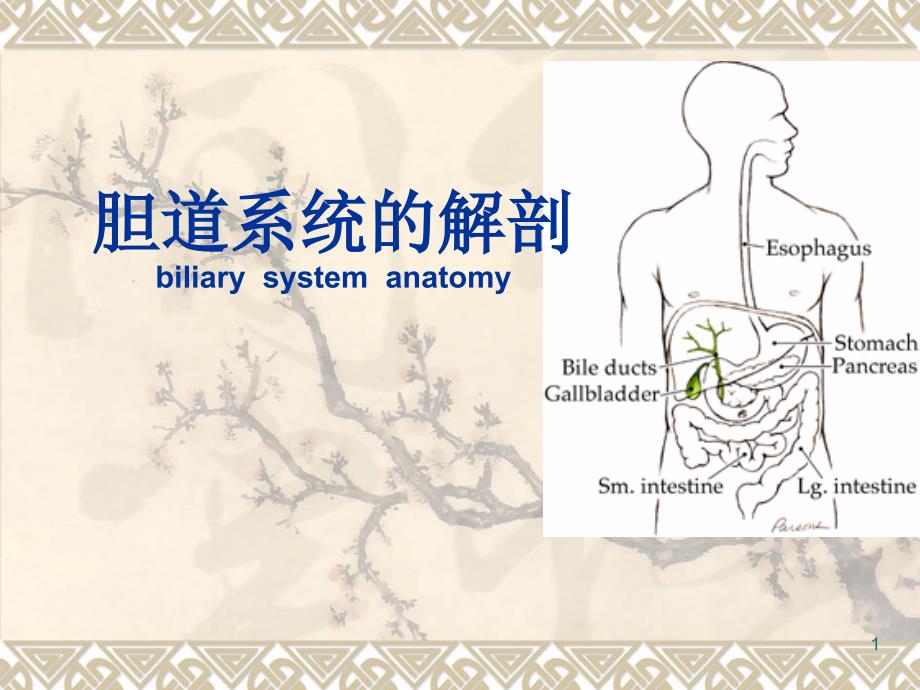 胆道解剖ppt课件_第1页