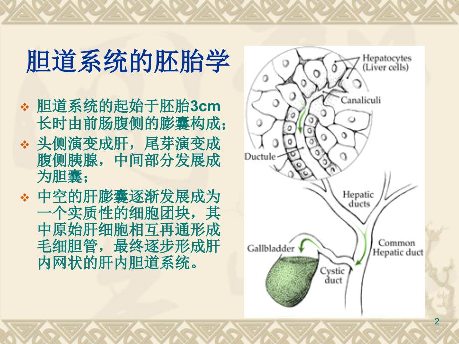 胆道解剖ppt课件_第2页