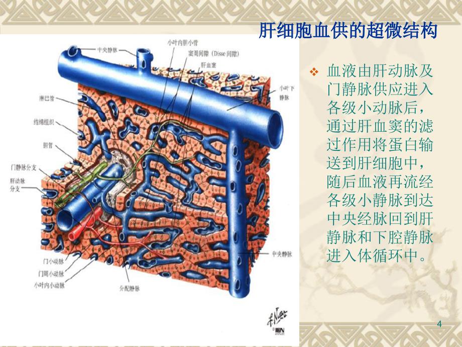 胆道解剖ppt课件_第4页