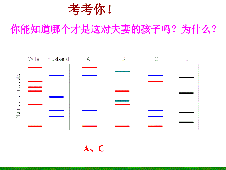 必修一第二章第三节+遗传信息的携带者——核酸(共32张PPT)_第4页