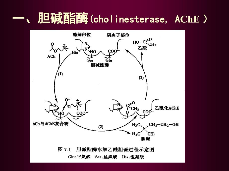 抗胆碱酯酶药物总论_第2页