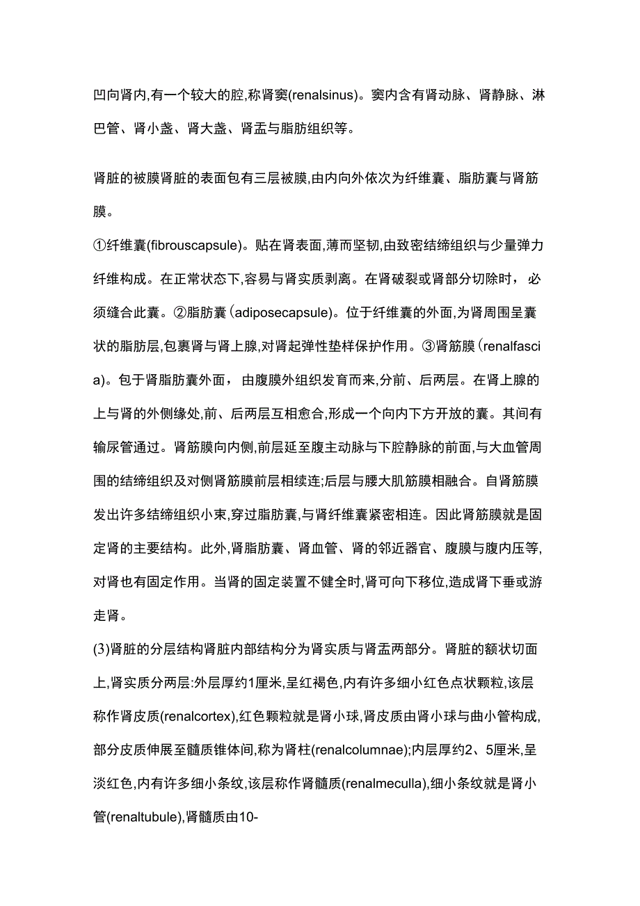 肾脏的结构与功能_第2页