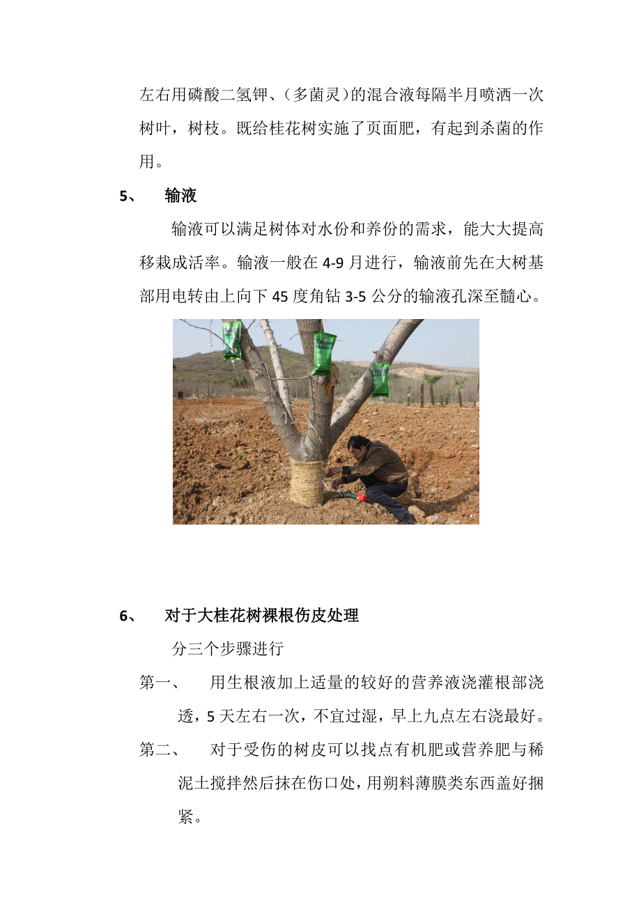 关于大桂花树移栽技术的总结_第5页