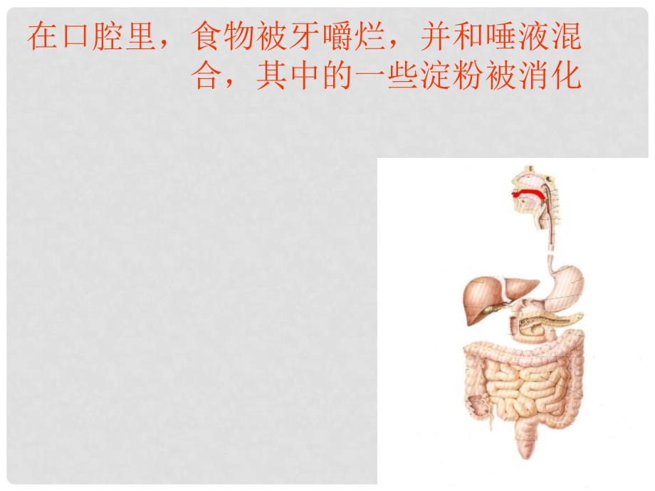 四年级科学上册 2.3《一次奇妙的旅行》课件5 大象版_第2页